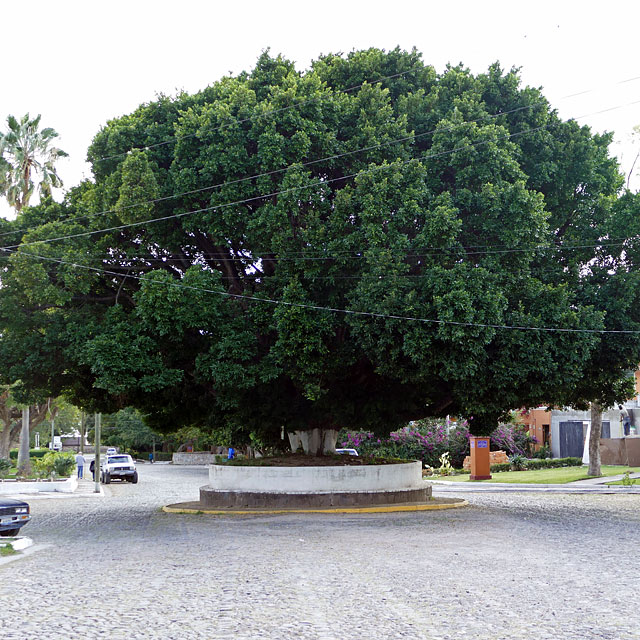 Ajijic am Lago de Chapala