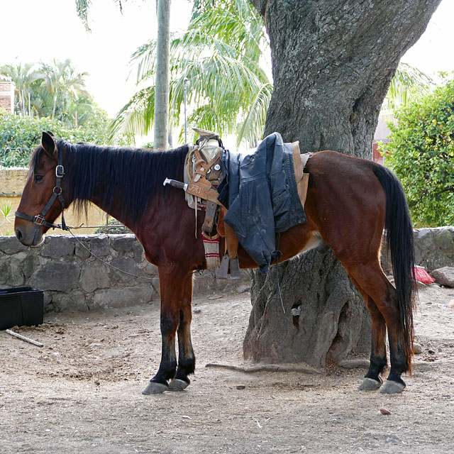 Ajijic am Lago de Chapala