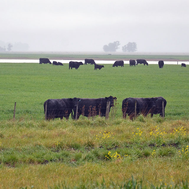 Bahia Blanca