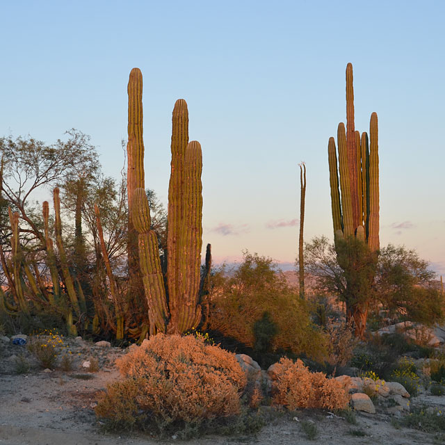 Bahía de los Ángeles