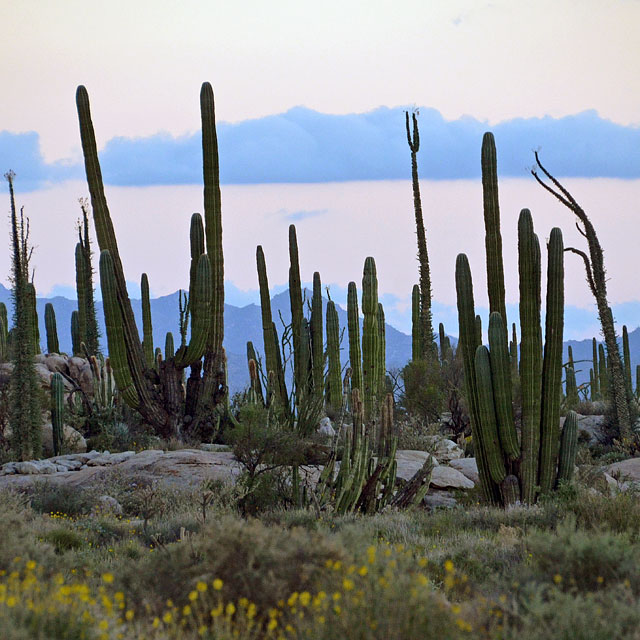 Bahía de los Ángeles