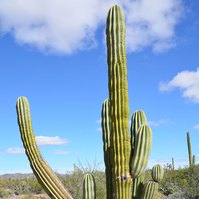 Bahía de los Ángeles