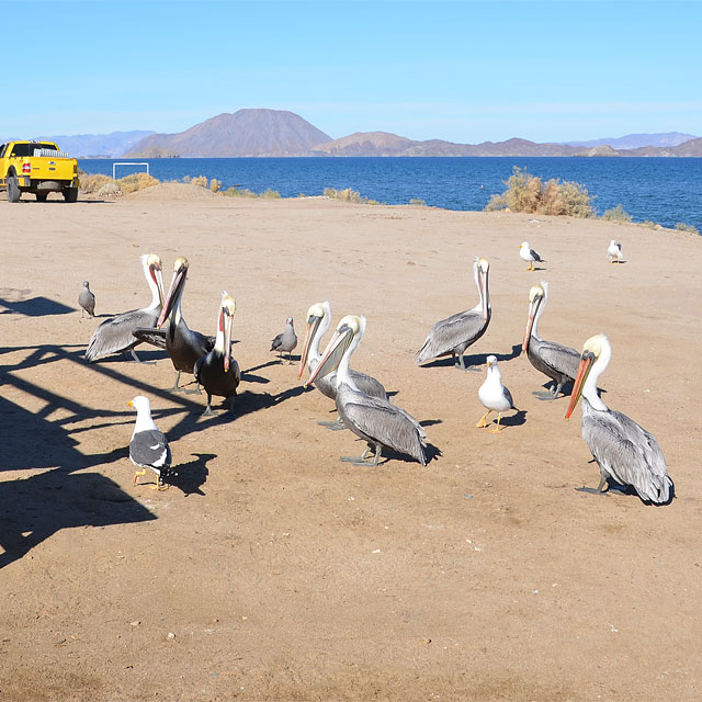 Bahía de los Ángeles