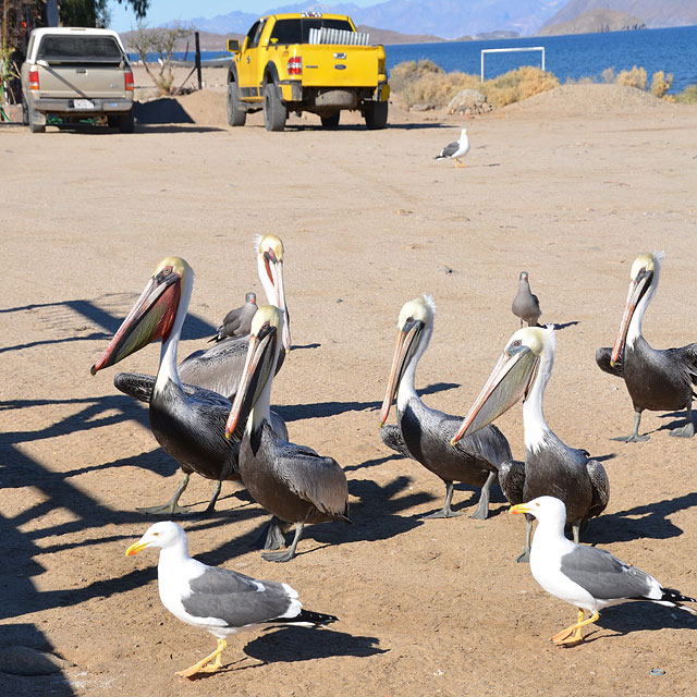 Bahía de los Ángeles