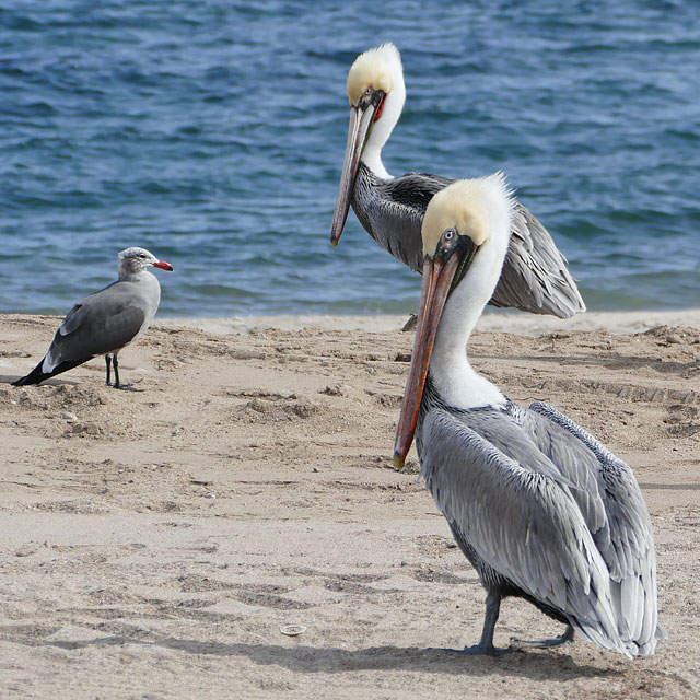 Bahía de los Ángeles