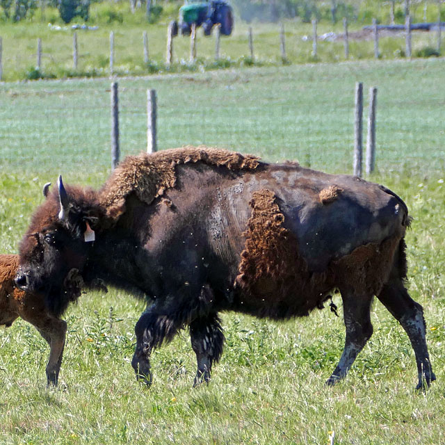 Bison