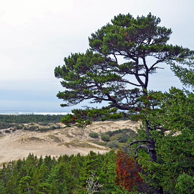 Brookings in Oregon