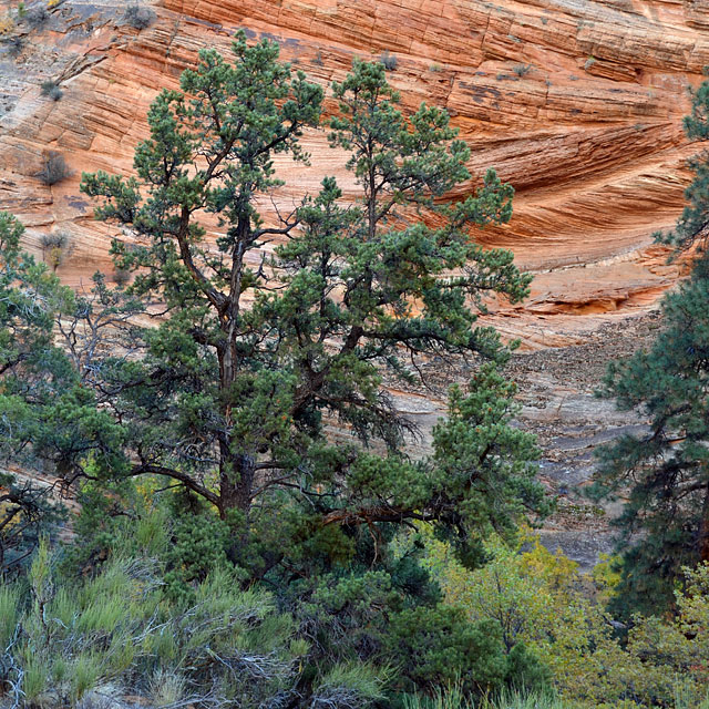 Bryce Canyon