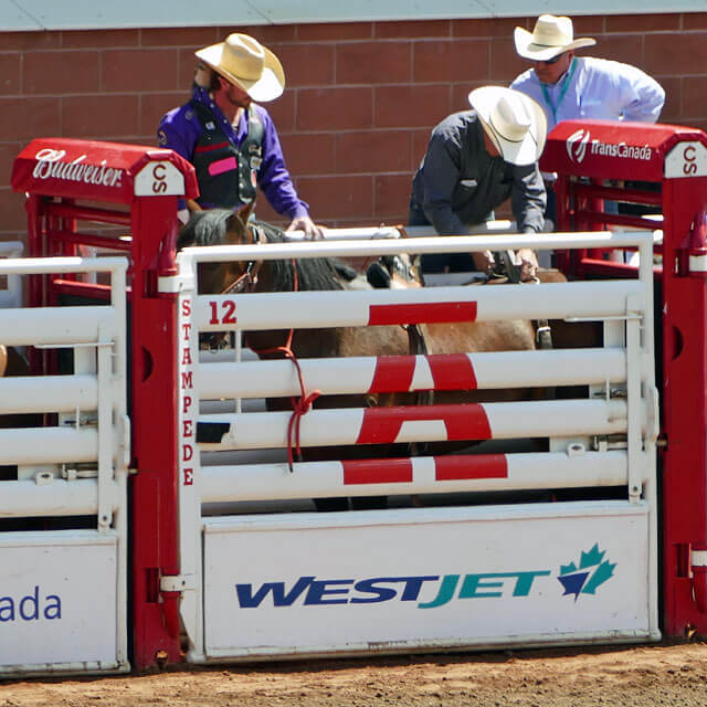 Calgary Stampede im Grandstand