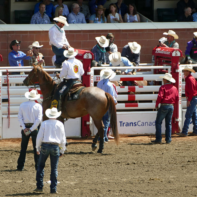 Calgary Stampede im Grandstand