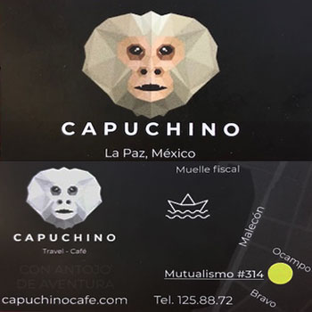 Capucino