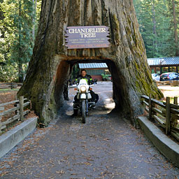 Chandelier Tree