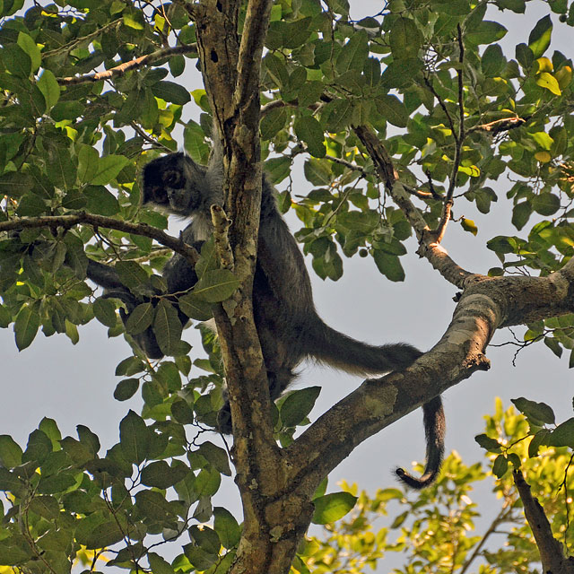 Calakmul