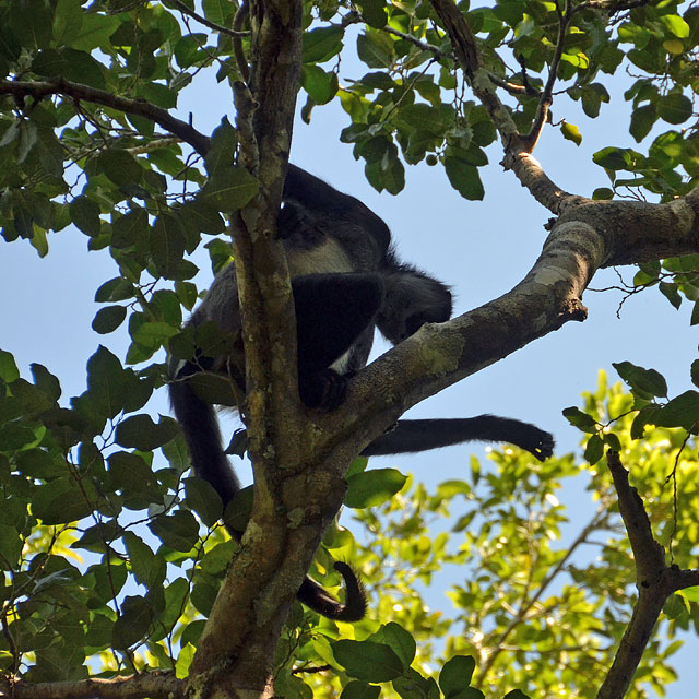 Calakmul