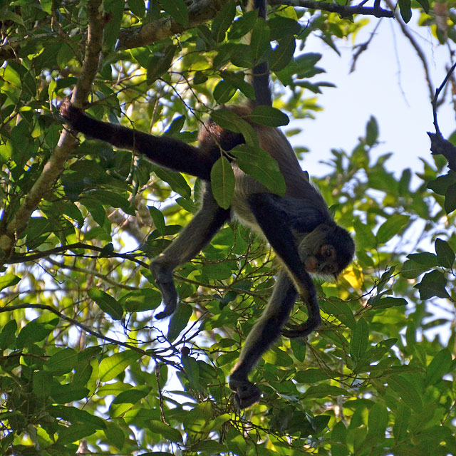 Calakmul