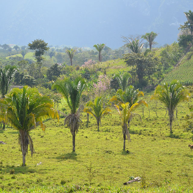 Cobán