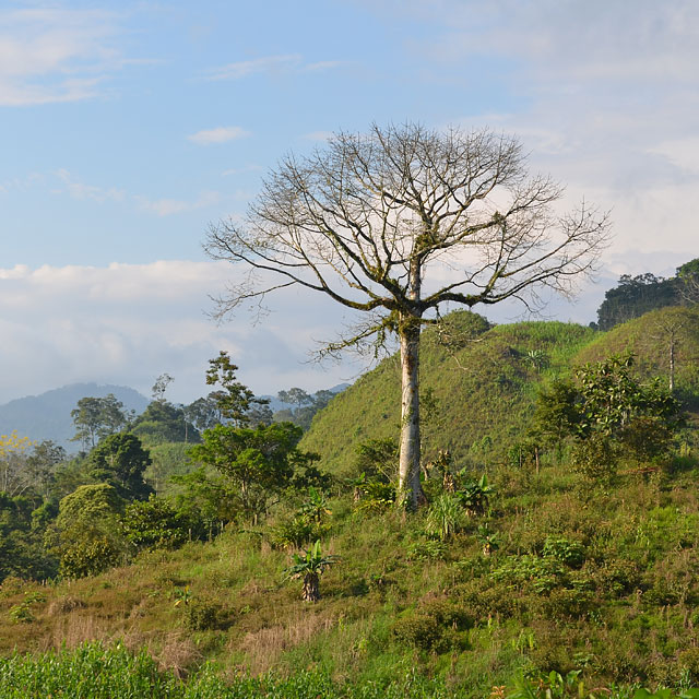 Cobán