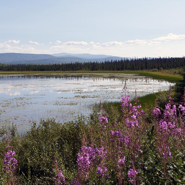 Unterwegs nach Dawson City