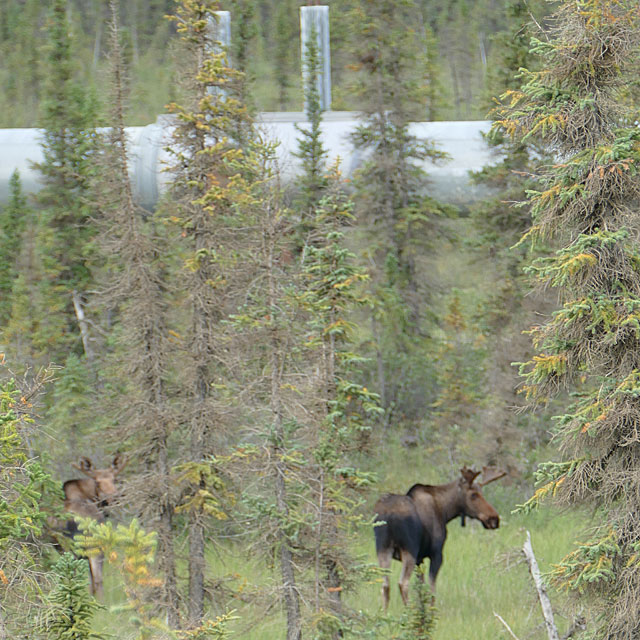 Dalton Highway