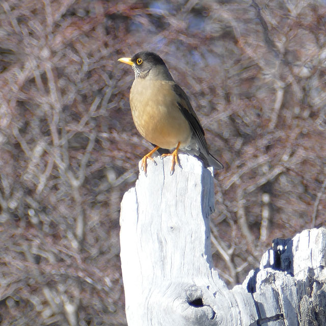 El Chaltén