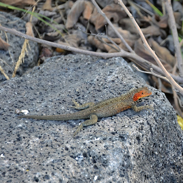 Galapagos