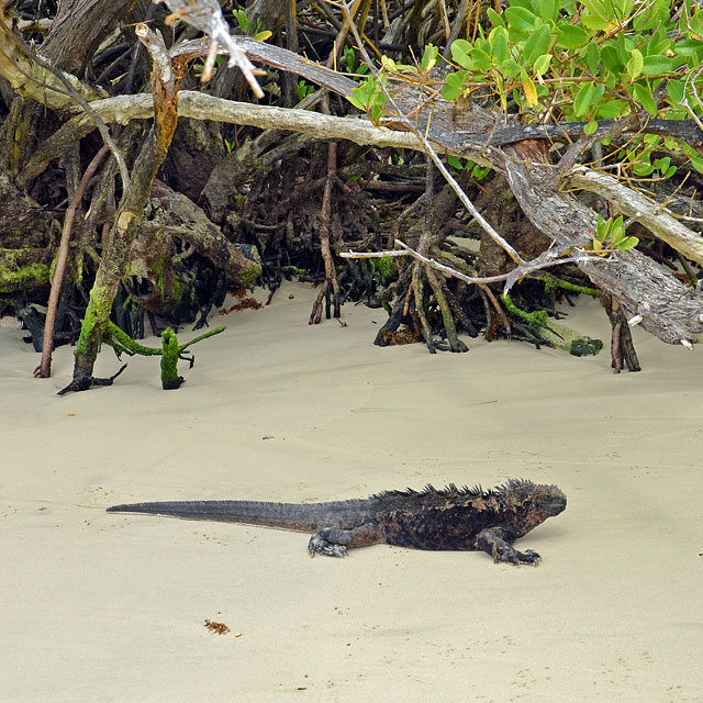 Galapagos