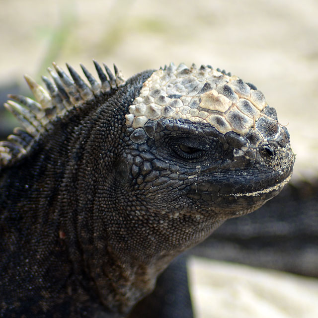 Galapagos