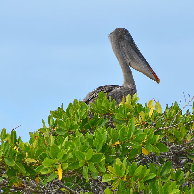 Galapagos