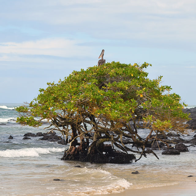 Galapagos