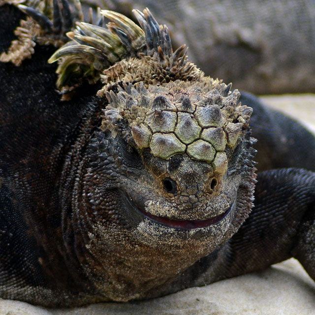 Galapagos