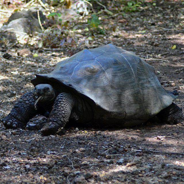 Galapagos