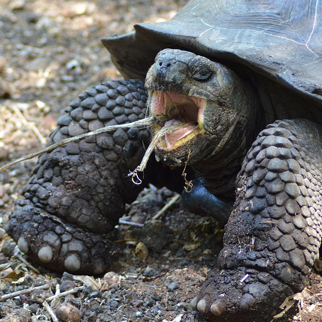 Galapagos