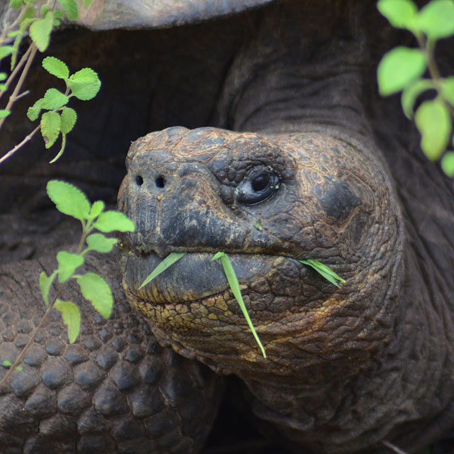 Galapagos