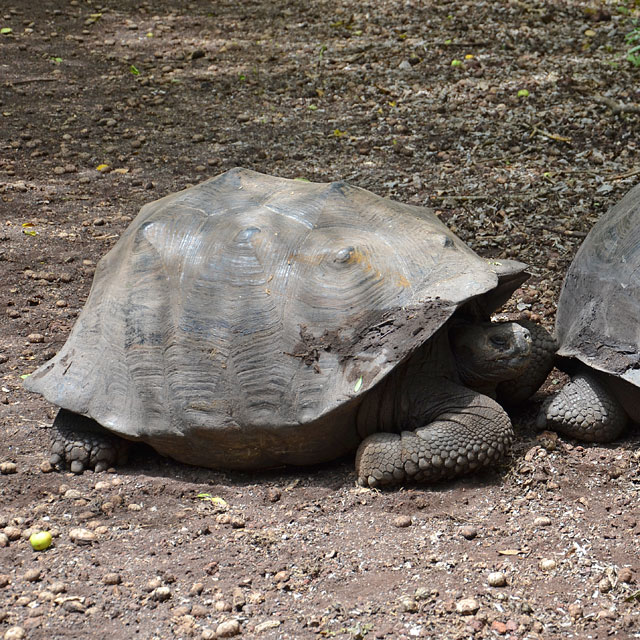 Galapagos