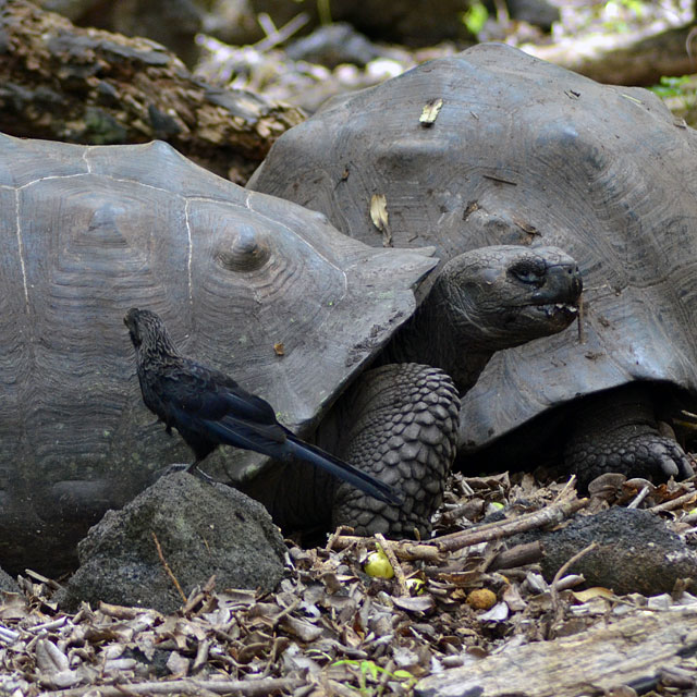 Galapagos