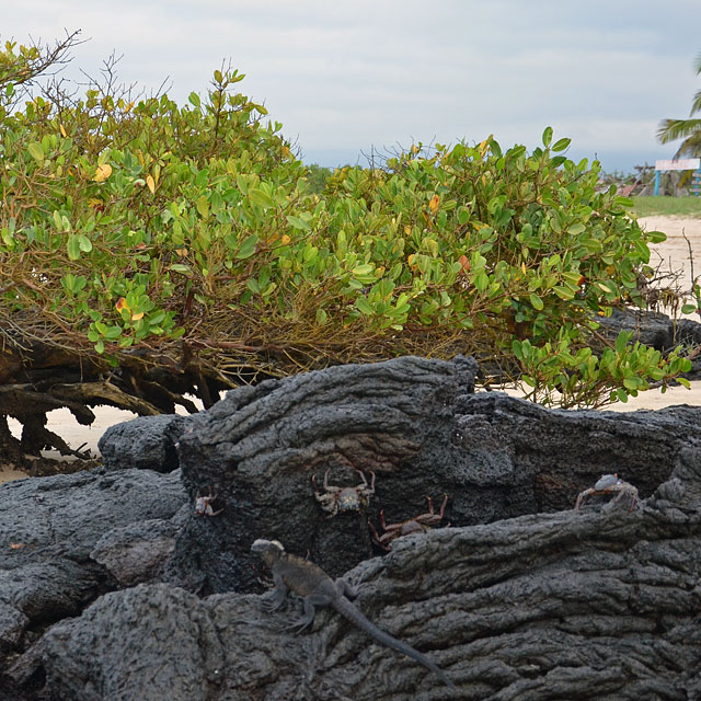 Galapagos