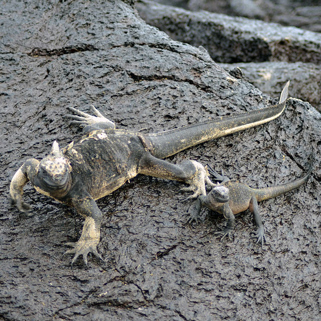 Galapagos