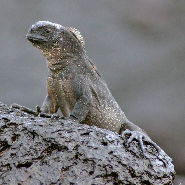 Galapagos