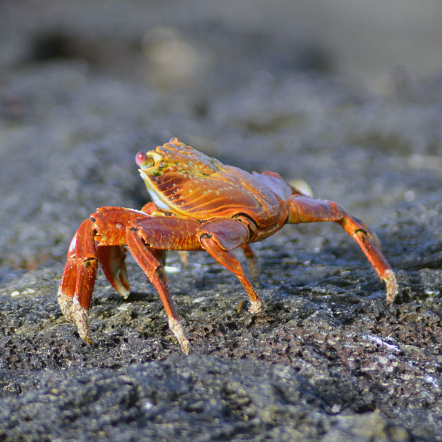 Galapagos