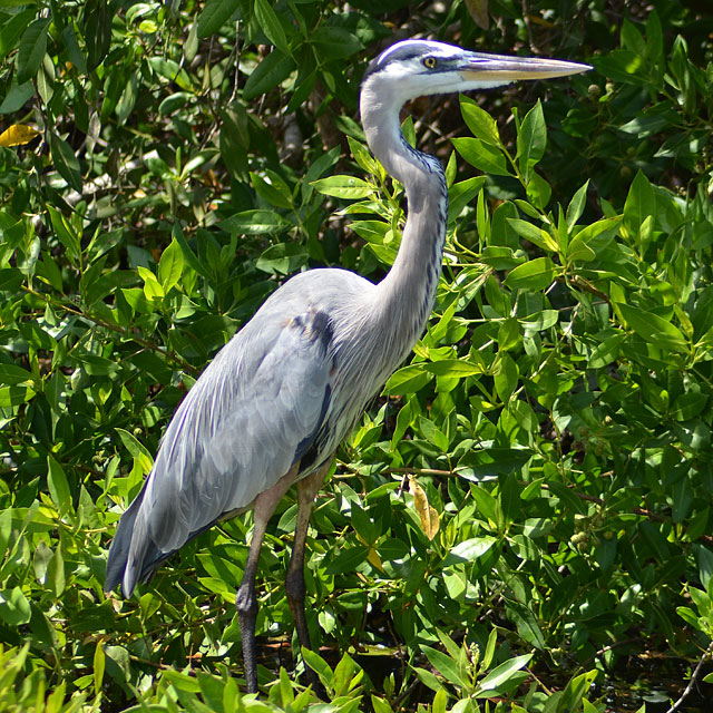 Galapagos