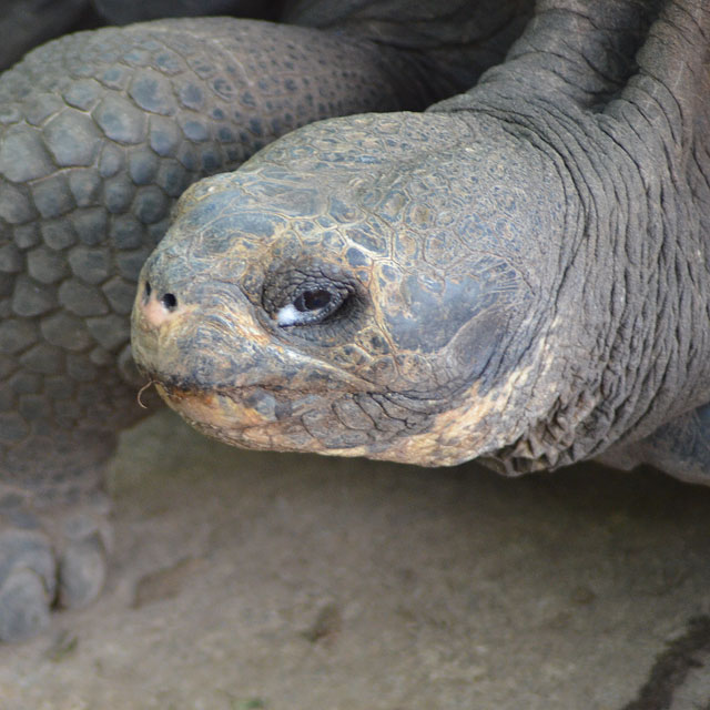 Galapagos