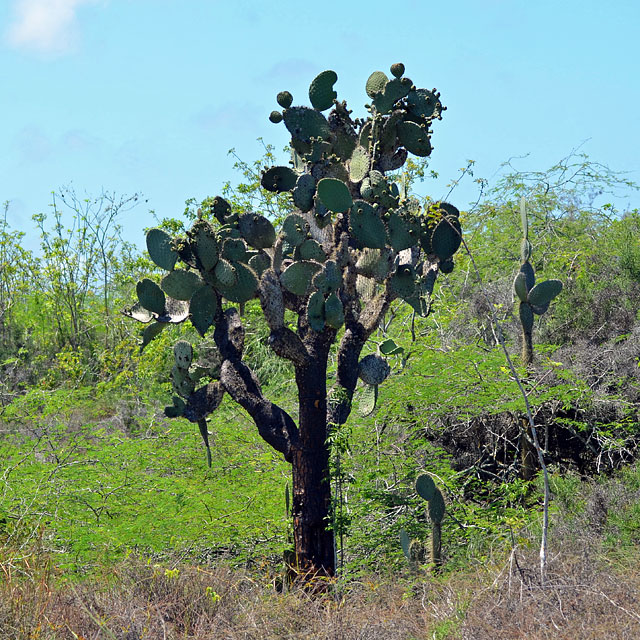 Galapagos