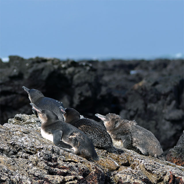 Galapagos