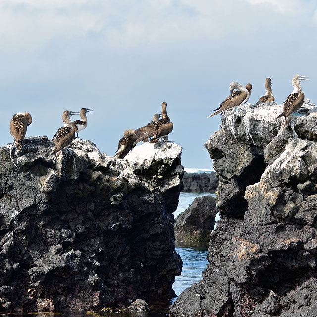 Galapagos