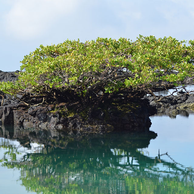 Galapagos