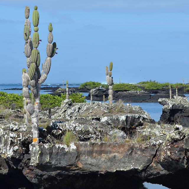 Galapagos