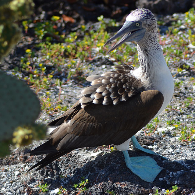 Galapagos