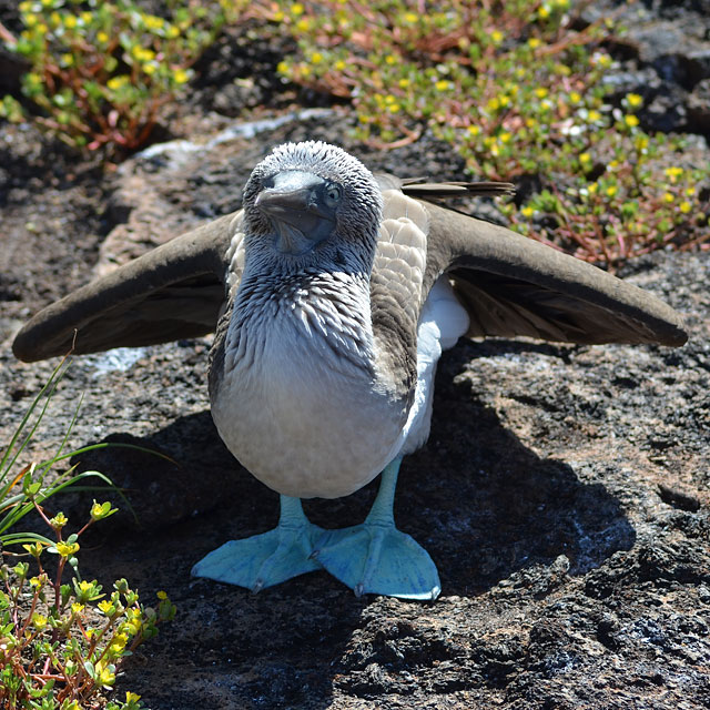 Galapagos