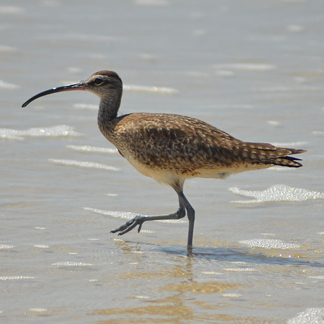 Galapagos