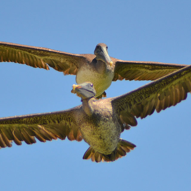 Galapagos